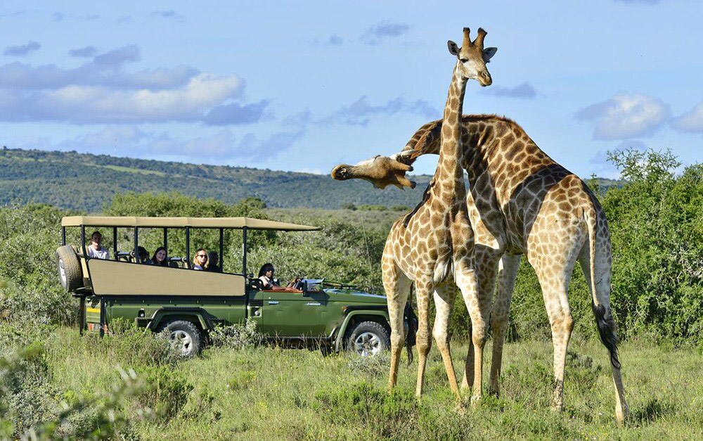 luxury african safaris